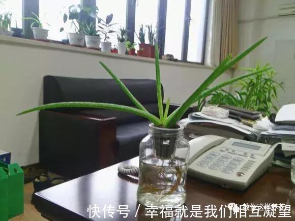 放水|4种花放水里猛长根，比土培好养100倍，一分钱不花，还很漂亮！