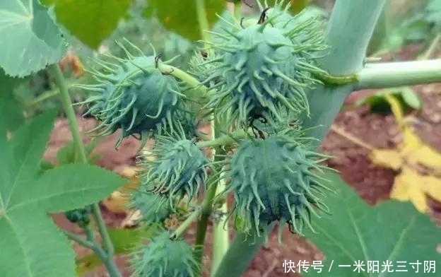 世界上十大剧毒植物,你身边有吗?