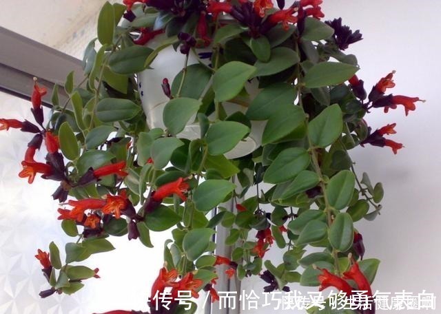 紫吊兰|这“4种”吊兰,你肯定没见过,养一盆在家,谁见谁稀罕!