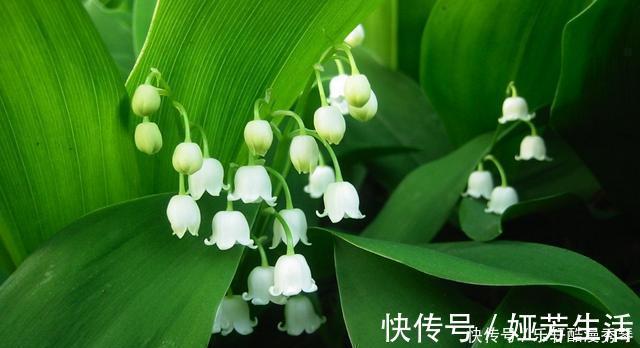 网上买花有准则，这4种花千万不能入手，买回家根本养不活