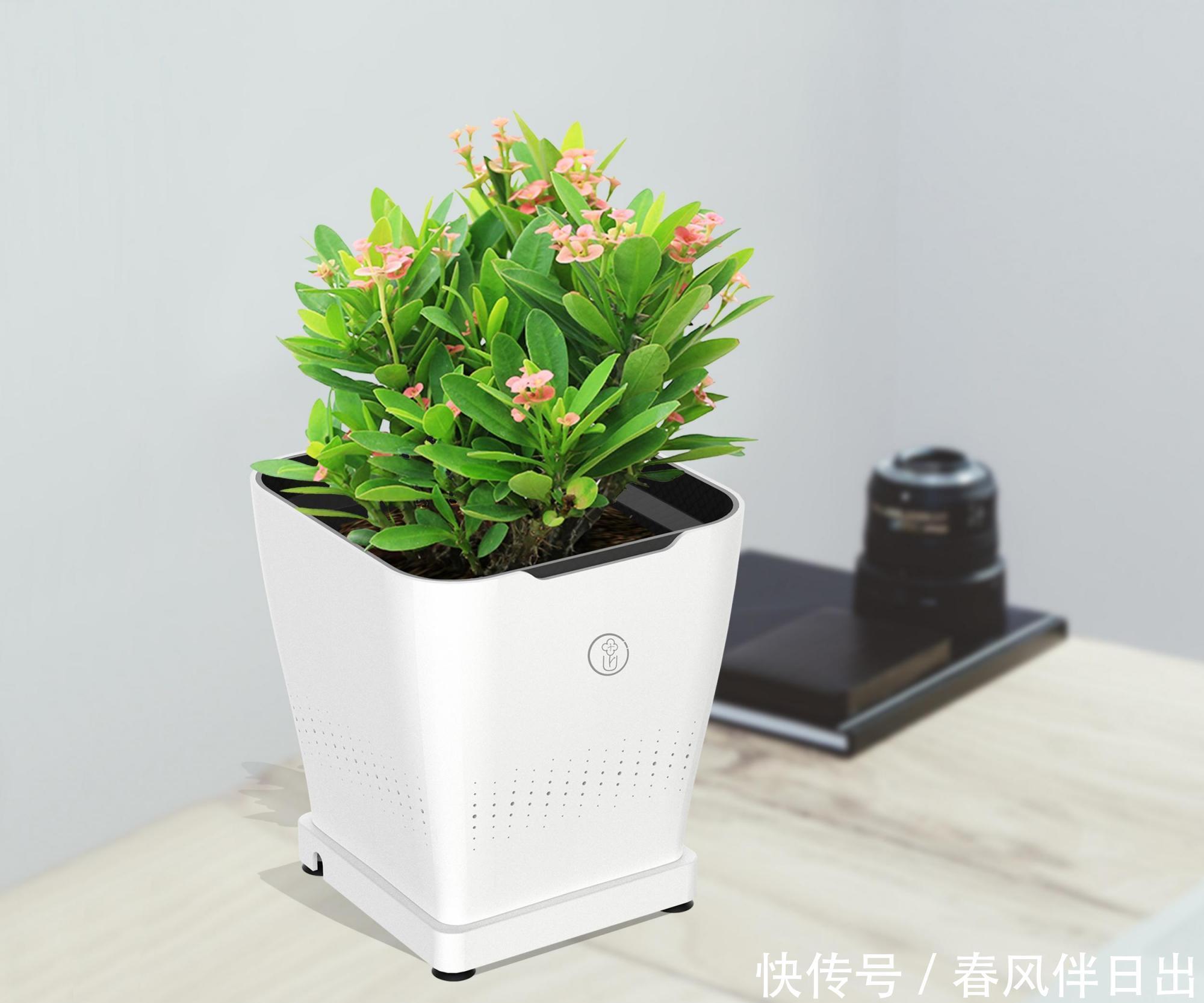 春天如何给花换盆？掌握这3点，换盆很简单