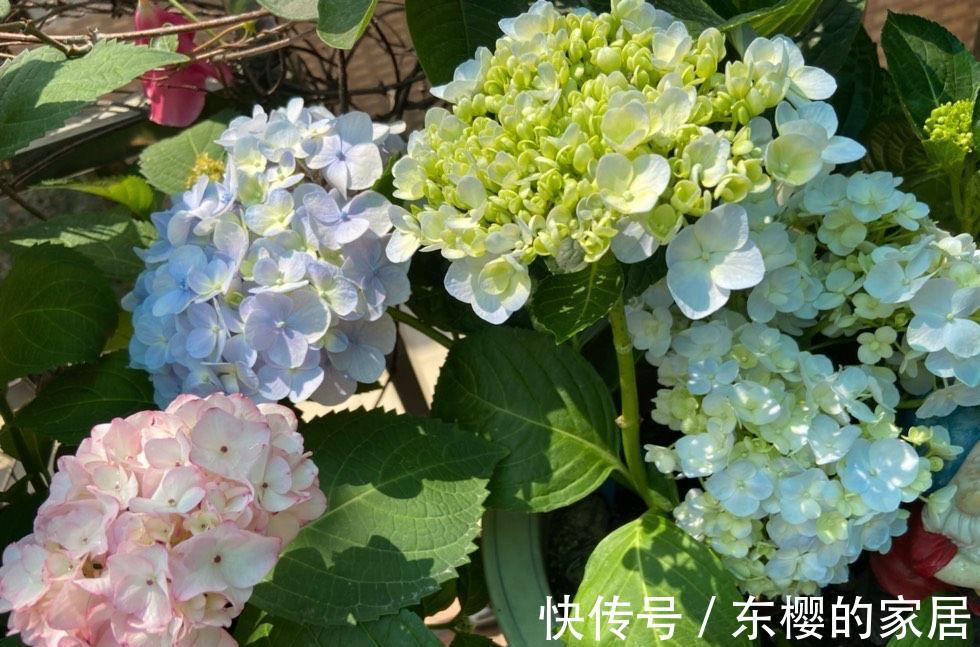 植株|修剪绣球花,早了晚了都不行,这样修剪,植株壮实、花大色艳