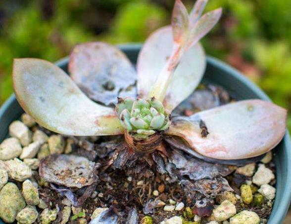 夏季养多肉，几个“小窍门”，不黑腐，不化水，养出“高颜值”