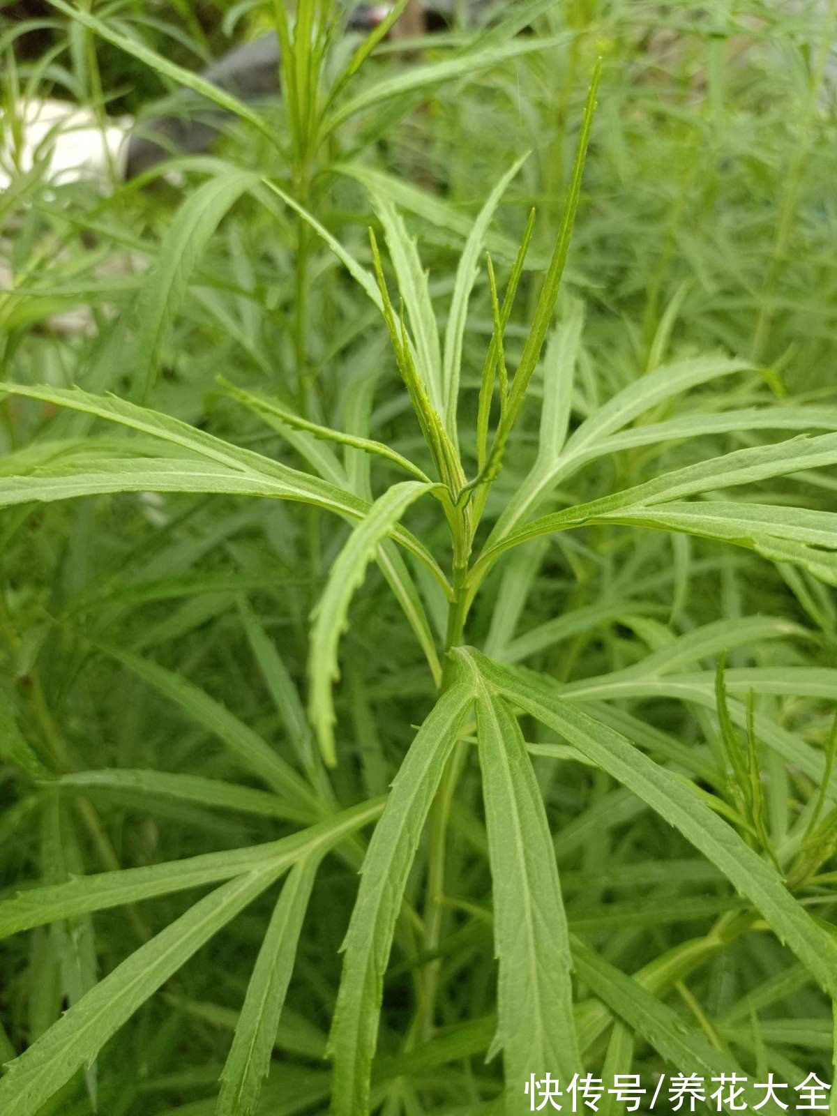 香椿|春天必吃的6种野菜，鲜味飘满屋，错过要再等一年