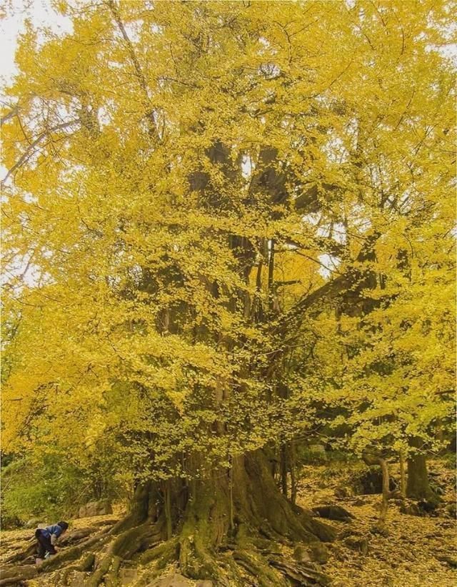 平塘|上帝将天堂扔在这里，县县皆天堂，却低调少有人至