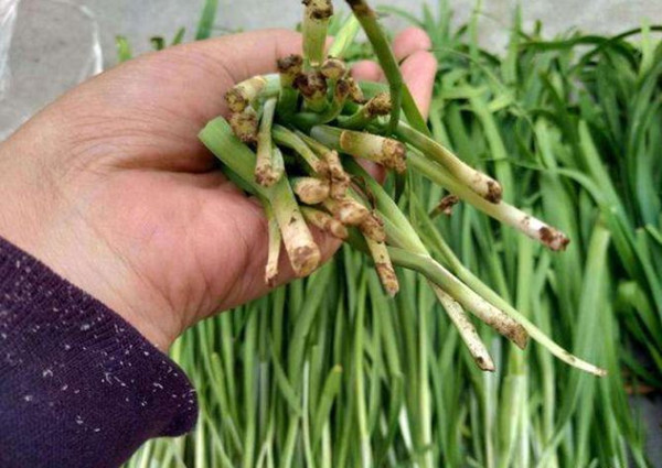 禁忌|一畦春韭绿，鲜味口中留，韭菜是天然“长寿药”，但有2个禁忌