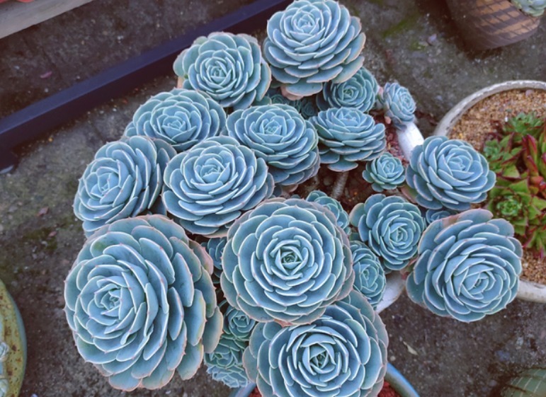 都喜欢叶插多肉,但是碰到6种,劝你别费工夫,因为成活率太低