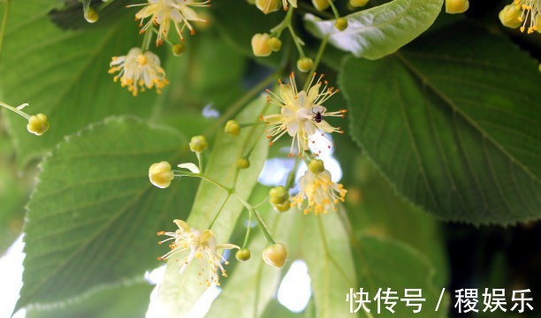 养殖米兰花浇水不当导致花卉死亡,注意几点,轻轻松松恢复活力