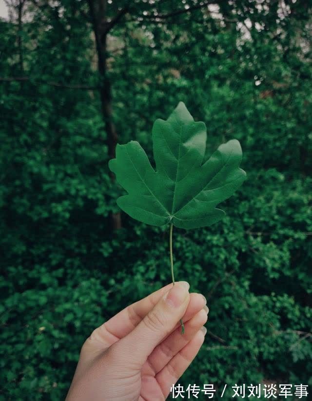 桃花|七天后，桃花绽放，命中注定，喜鹊敲门，挽回前任，余生恩爱