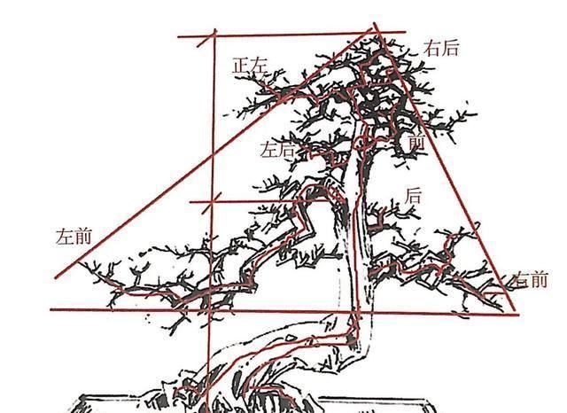 一盆九里香，阳台香飘飘，6款盆景造型玩法，哪一款受你青睐