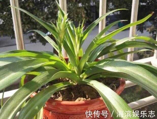 虎皮兰|不懂养花方法就养4种花，只管浇水，松松长到爆盆