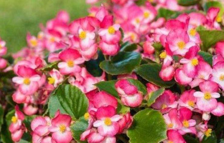 此款花卉，好养易爆盆，一年到头开不停，天天看“花海”！