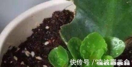 多肉|这5种花草，别花钱买，掐一片叶子插土里，一个月长满盆，贼省钱