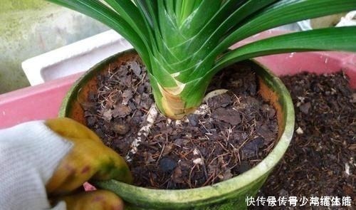 养君子兰,“深盆”好,还是“浅盆”好选错了,不长叶,难开花!