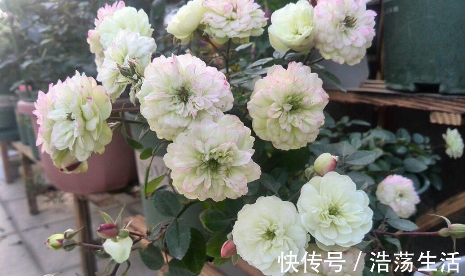 此盆栽植物号称开花机器,全年都开花,种植容易,室内也能种