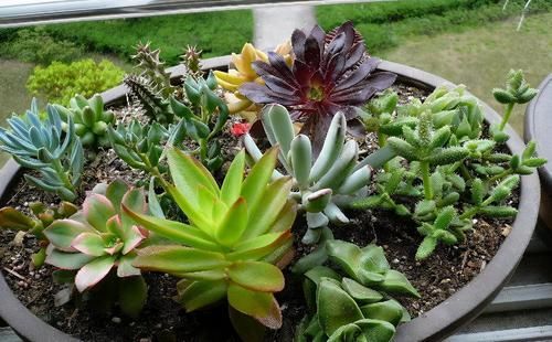 阳台养多肉，浇水“姿势”很重要，3个不小心，多肉坏一半