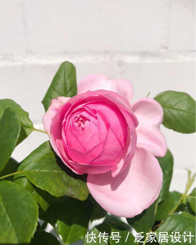 健壮|月季长得乱糟糟的,做好“三修剪”,笋芽更健壮,花量也更多