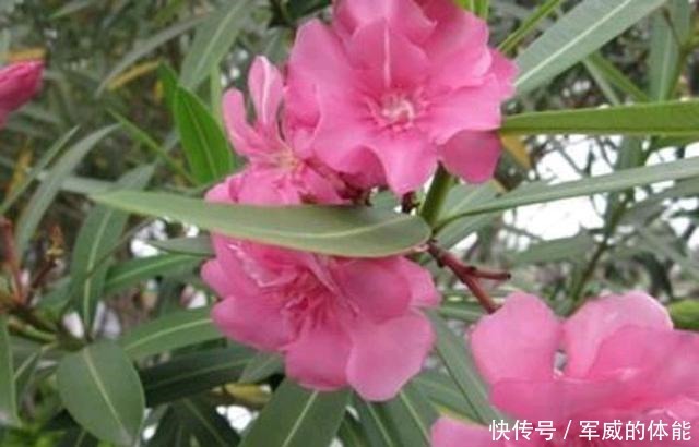 夹竹桃有毒,为什么还广泛种植呢!