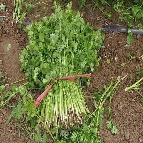 香菜的学名叫什么？很多农村人的叫法才是最正确的！