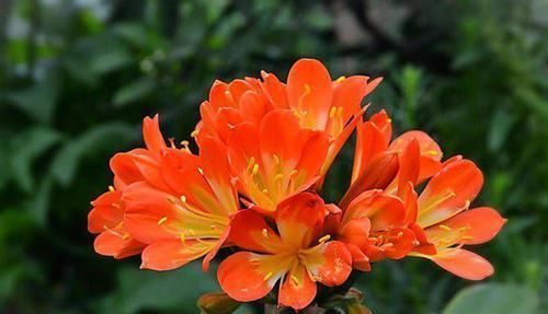 宁干|养一盆君子兰,观赏性极佳,浇水时记住口诀,肉质感强,色泽艳丽