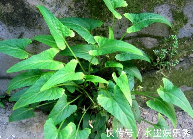 药用价值|农村以下常见的野草,能清热解毒,凉血消肿,清肝明目,你认识吗