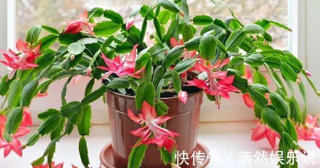 用这种“土”养蟹爪兰,不花钱,养分足,叶片肥厚,开花棒!