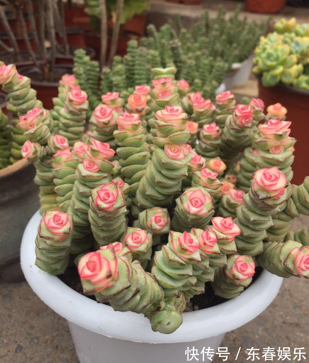 多肉|多肉换盆很讲究,换好生机勃勃,换差烂根烂叶,教你几招好方法!