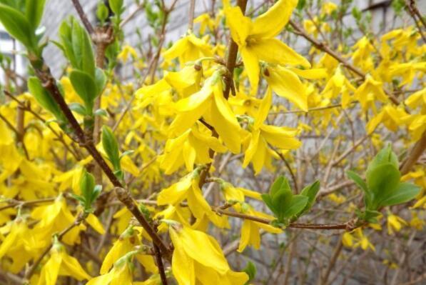 想养花不妨养“它”,不但开花一串,还有巧克力香味,好闻极了