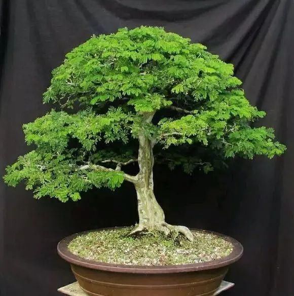 看到这些盆景以前的样子,我也是服了