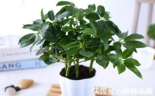 室内常摆放2种绿植,空气越来越好,让家人轻松拥有好睡眠