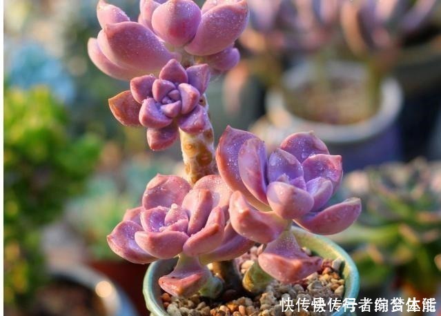 养花|养多肉紫乐，这“3怕”定要躲避，现在改正，上色简单爆头快！