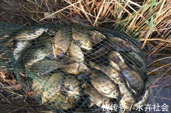 五种野钓大鱼的神饵，都藏在你家的厨房，老钓鱼人都在偷偷用