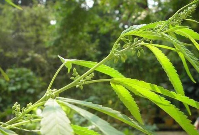 皮肤|87岁院士研究黄褐斑60年,提醒:三种食物易“烂脸”,少吃为好