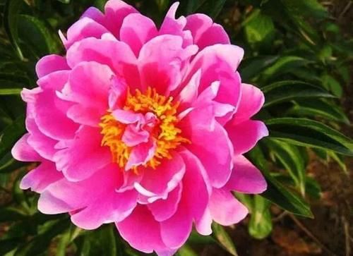 几种花开花漂亮又好养,花儿轻松开爆盆,对待新手很友好