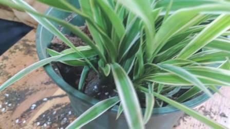 吊兰不用施肥换盆,用一招,快速疯长,1个月大变样,长爆盆