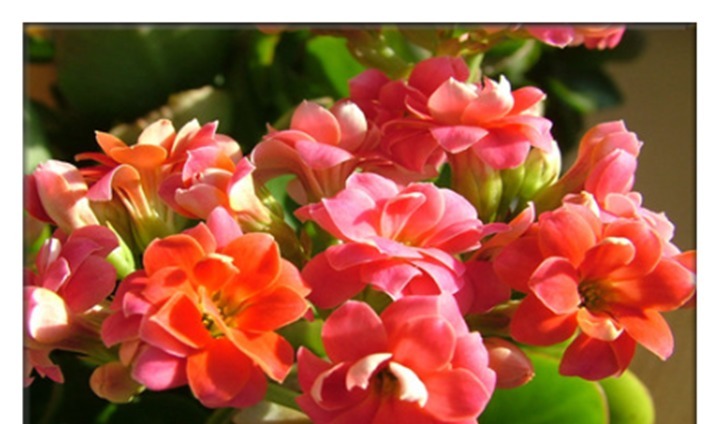 养长寿花，只要盆里埋上“它”，开成一个小花园比花肥还好使