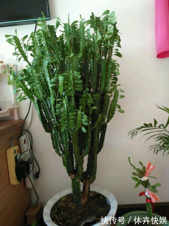 龙骨剪个叉，沾土就生根，长到“比人高”，放在门口最镇宅