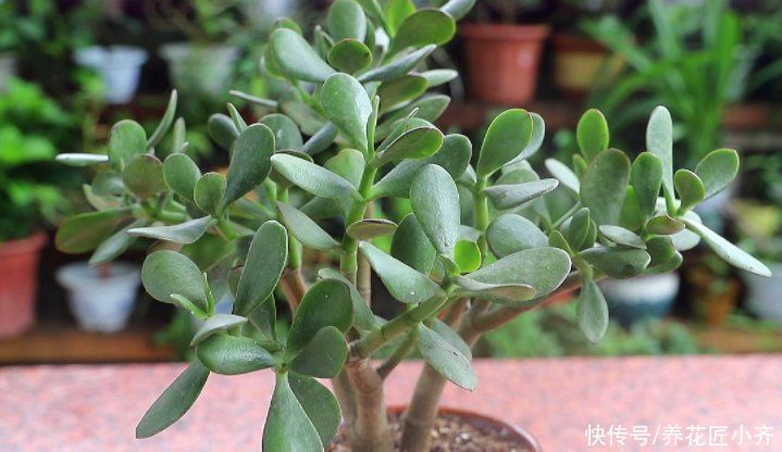 蹭蹭|玉树的养护“诀窍”,夏季掌握好,蹭蹭长新叶,越养越茂盛