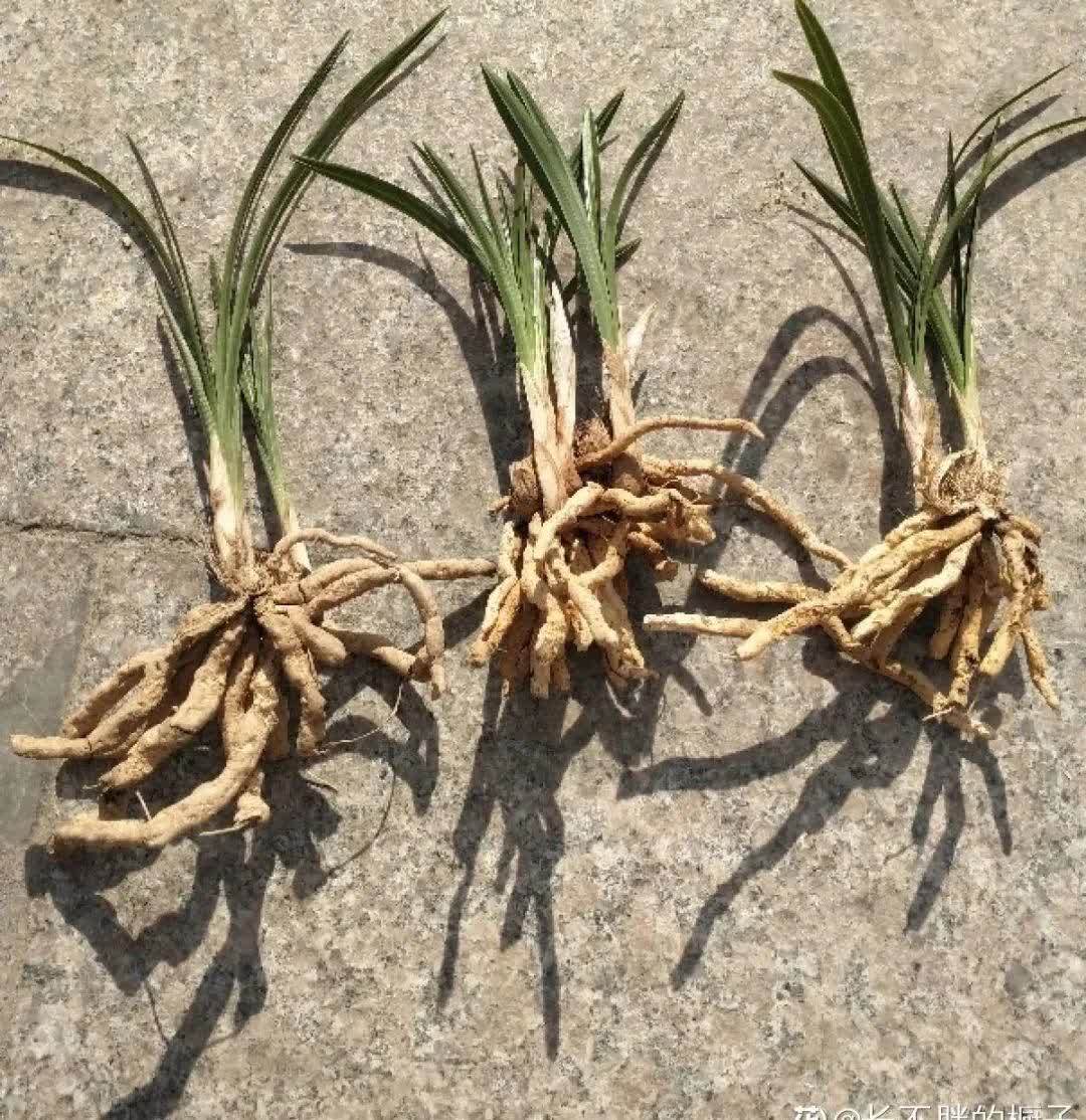 蝴蝶兰开花不是一次性,花后剪一剪,还能继续开花