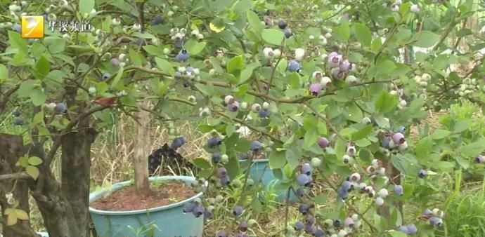 蓝莓树|盆景市场新宠儿，蓝莓盆栽你见过吗？