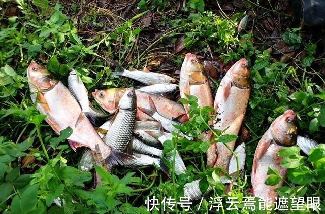 胡子鲶|神仙难钓阴阳天?其实不然,目标和钓法选好一样钓