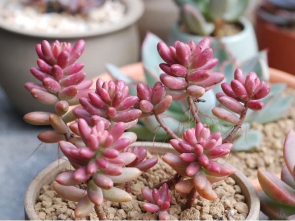 多肉虹之玉无故长气根以下3个原因要了解,轻松解决气根长势好