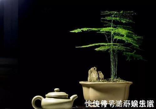 花卉|文竹黄叶不要慌,这“3种”物品,兑水浇盆里,黄叶全不见!