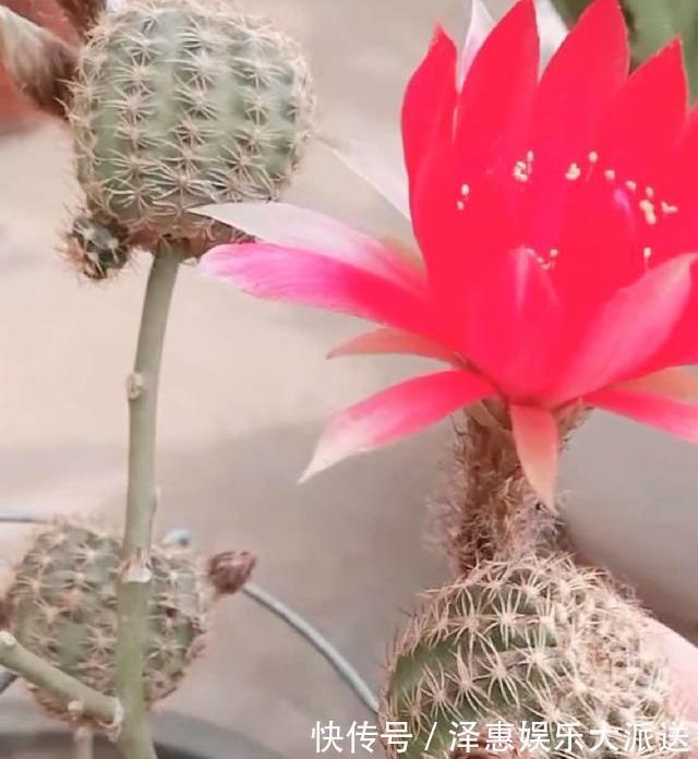 牙签插个洞,仙人球串一串,插到仙人掌上,串串开花挡不住