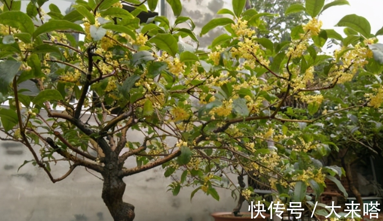 干枯|桂花叶子焦干,落叶?3个步骤做好了,年年“桂花”挂一树