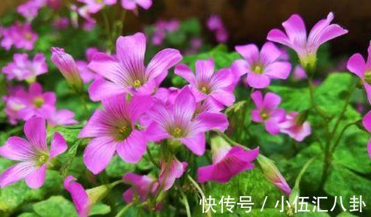 酢浆草|农历8月13号起,最适合养这些花,全年开花,好养易管理