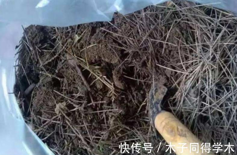 植物|路边随意挖来的松针土,该怎么处理拿来养花?