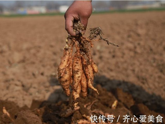 煲冬瓜汤|农村遍地都是野生地黄，专治糖尿病、高血压、耳鸣，少有人知