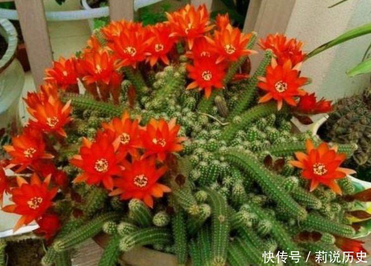 适合家养的几种花,沾土就活,轻松变成小花园