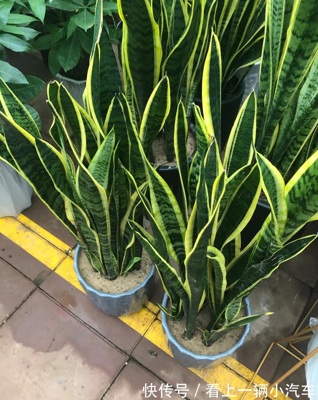 养花不会施肥，花又小又弱，17种花卉的施肥方法，赶紧收藏